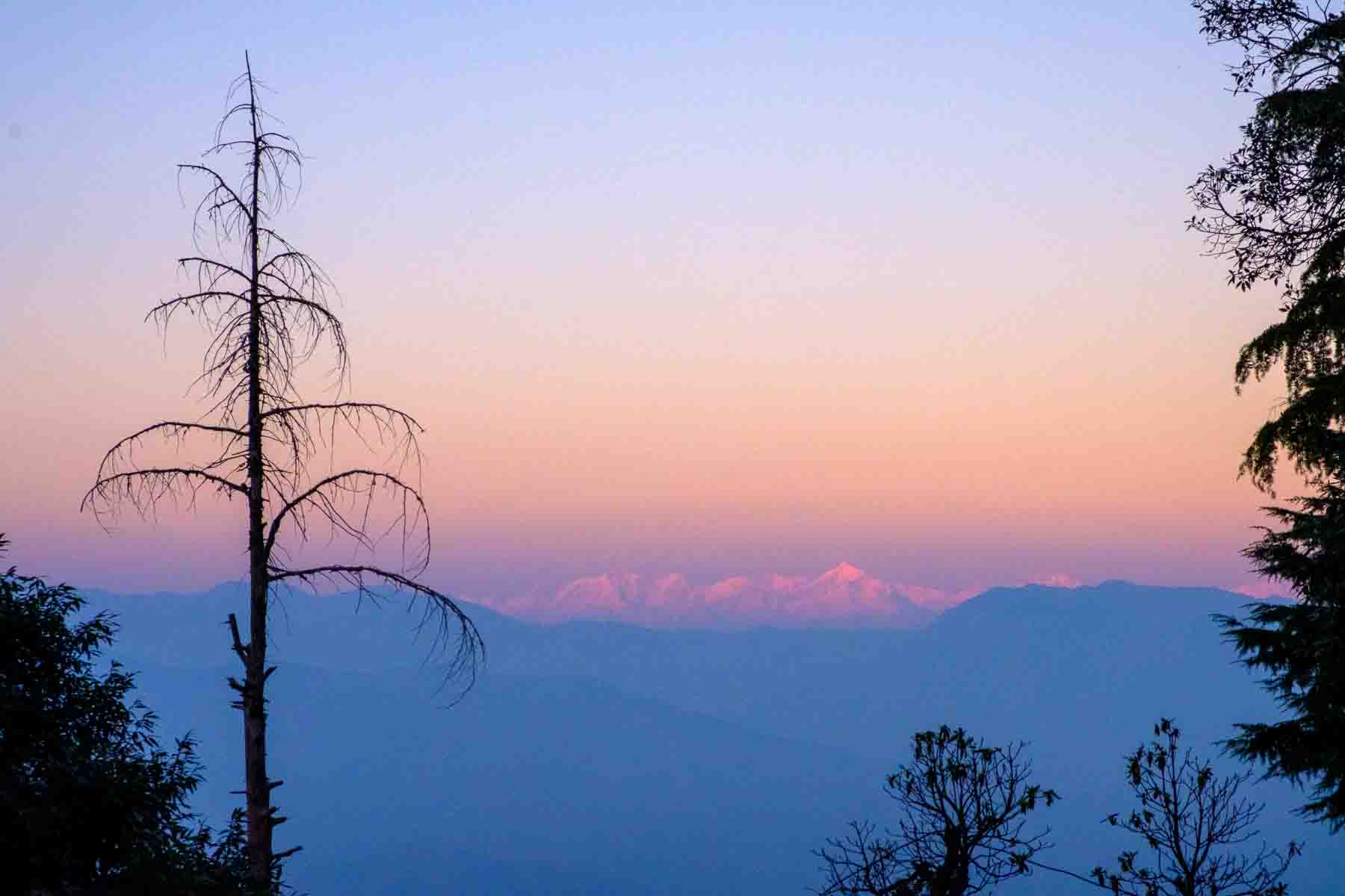 Himalayan peaks behind silhouetted trees at dusk